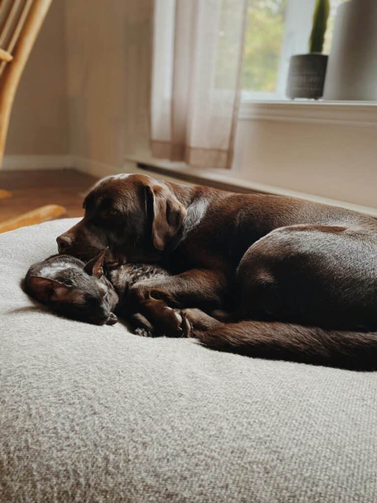 Cat and Dog