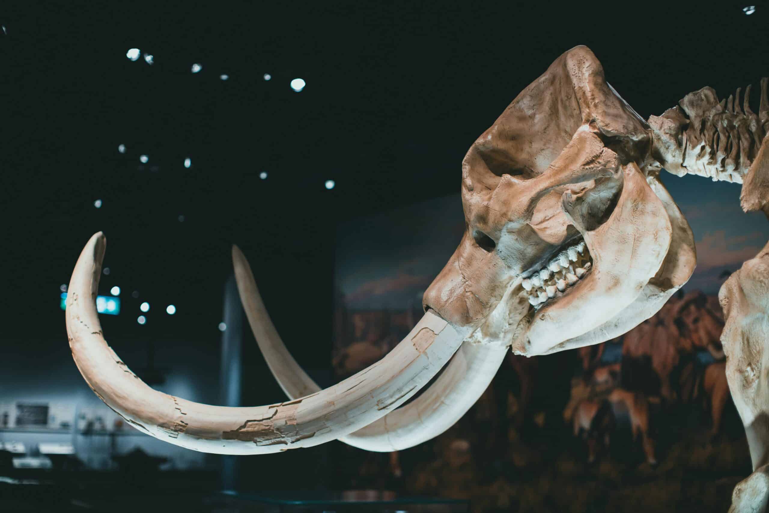 Woolly Mammoth 