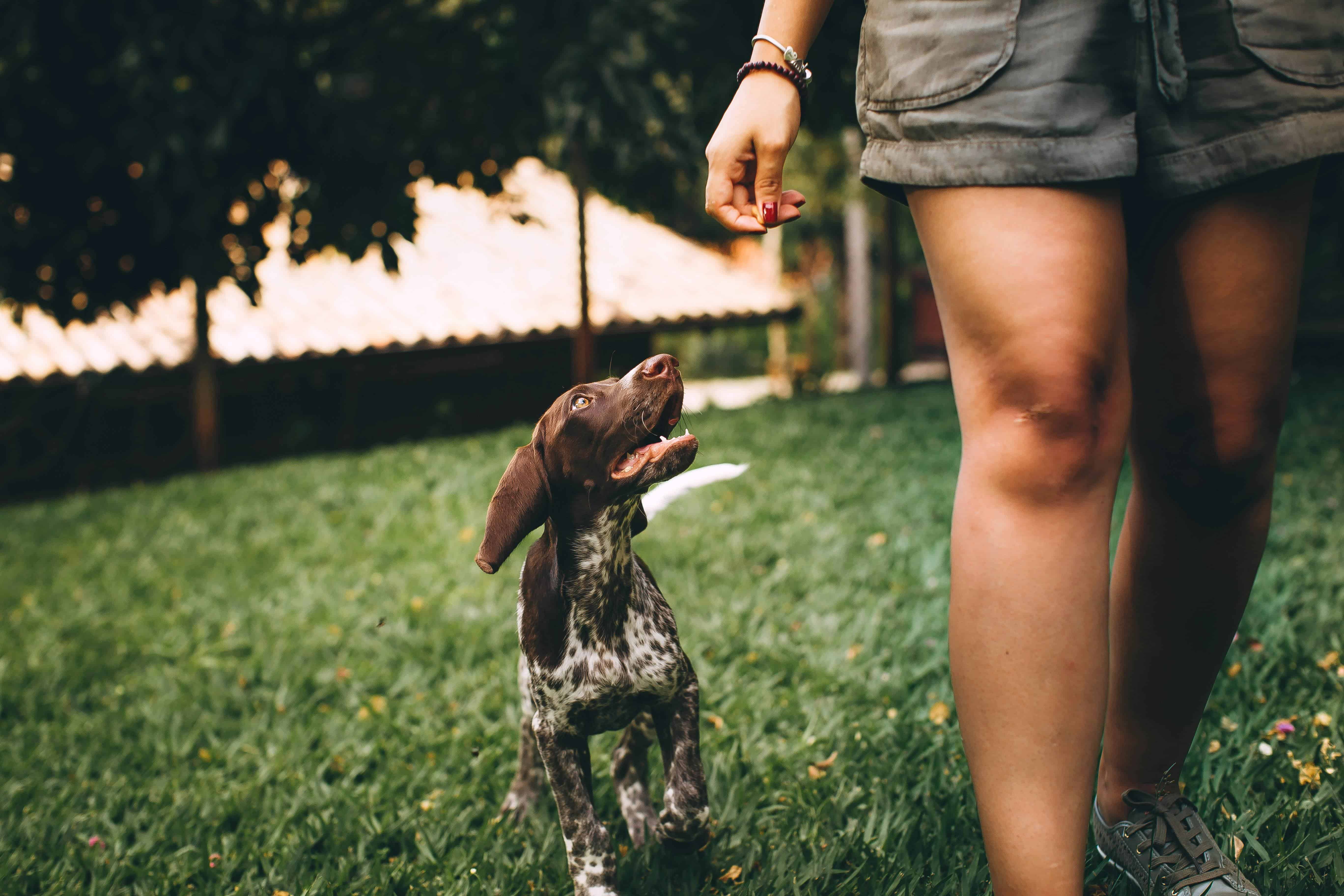 Puppy Training