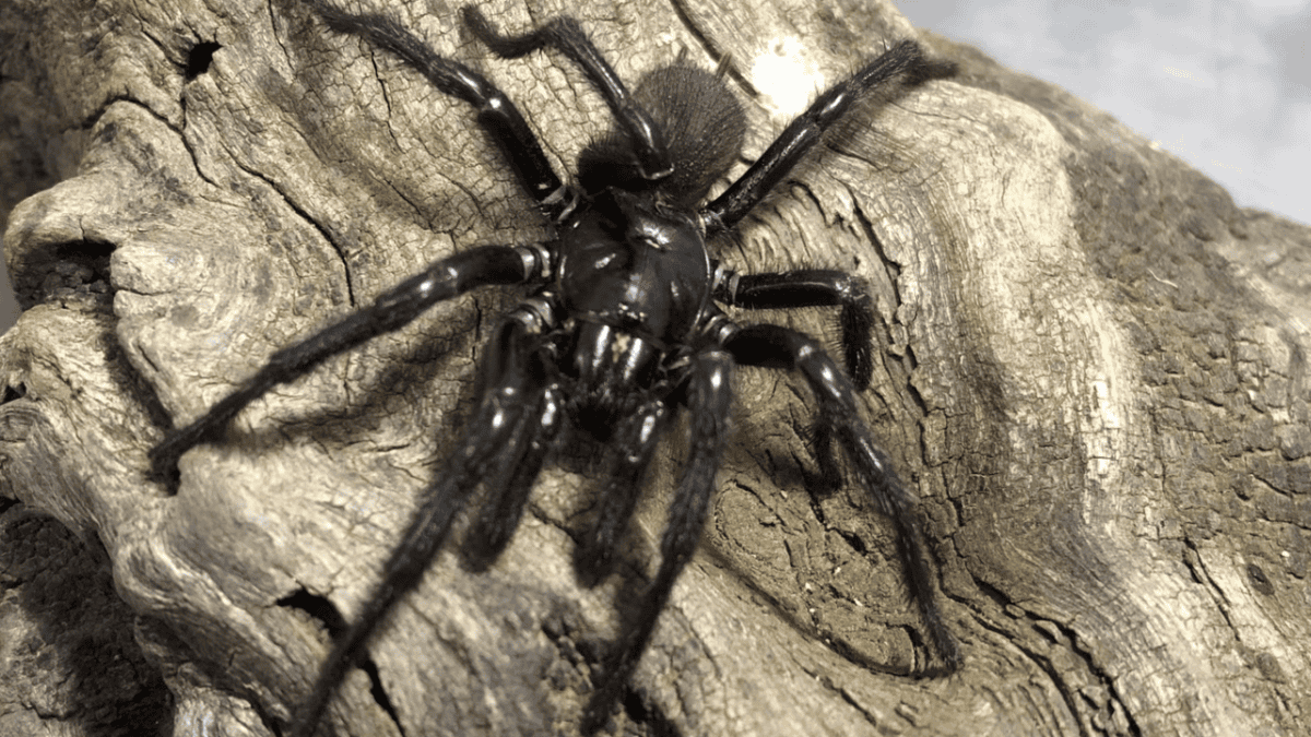 Atrax christenseni/Big Boy. Image courtesy Kane Christiansen via Google.