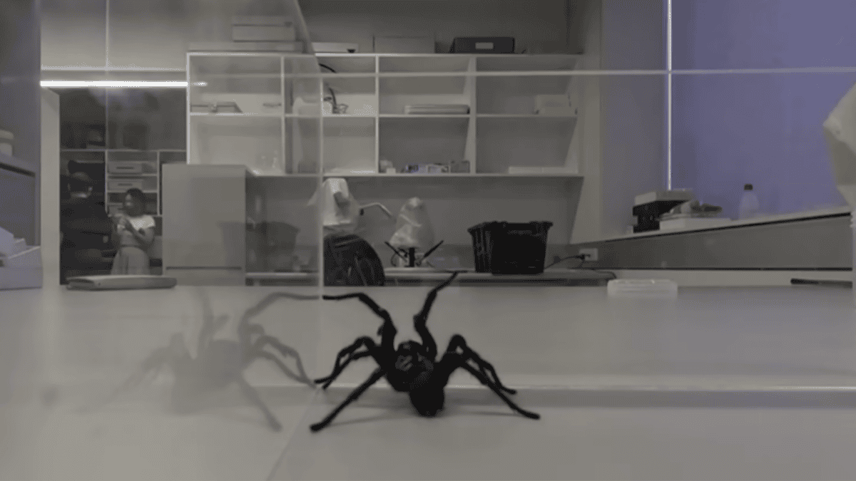Big Boy in lab