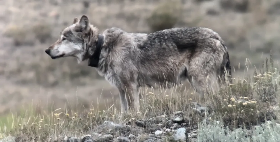 Yellowstone’s Legendary 11-Year-Old 'Queen Wolf' Killed in Rival Pack Battle