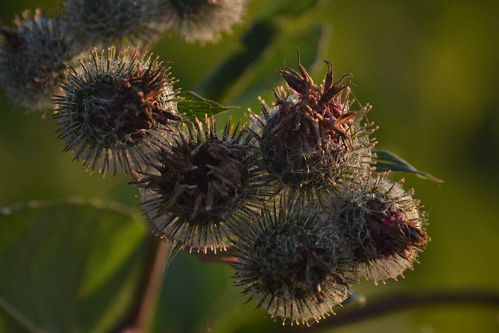 Burdock Burrs