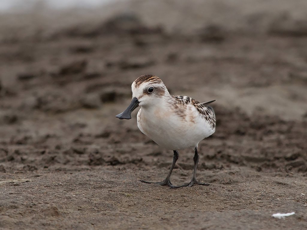 Spoon-Billed Sandpiper