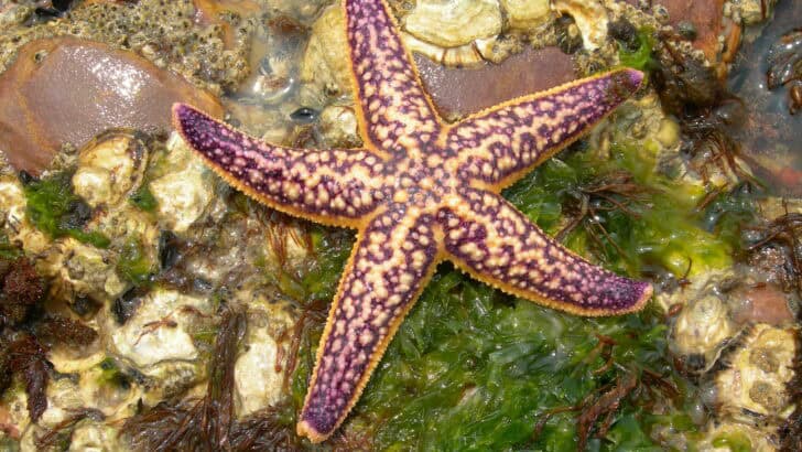 The Slow and Surprising Speed of the Starfish