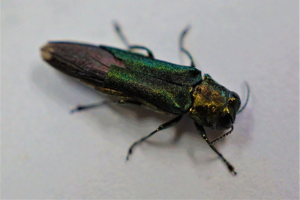 Emerald Ash Borer