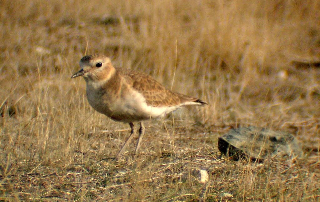 Mountain Plover
