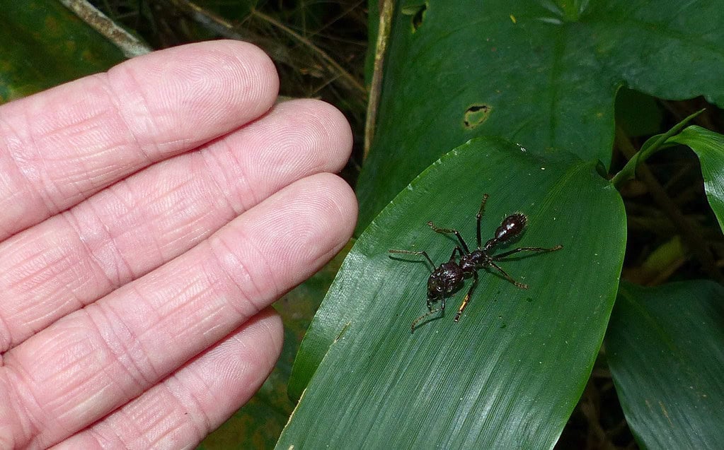 Bullet Ant
