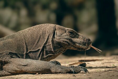 10 Reptiles That Are Smarter Than You Might Think