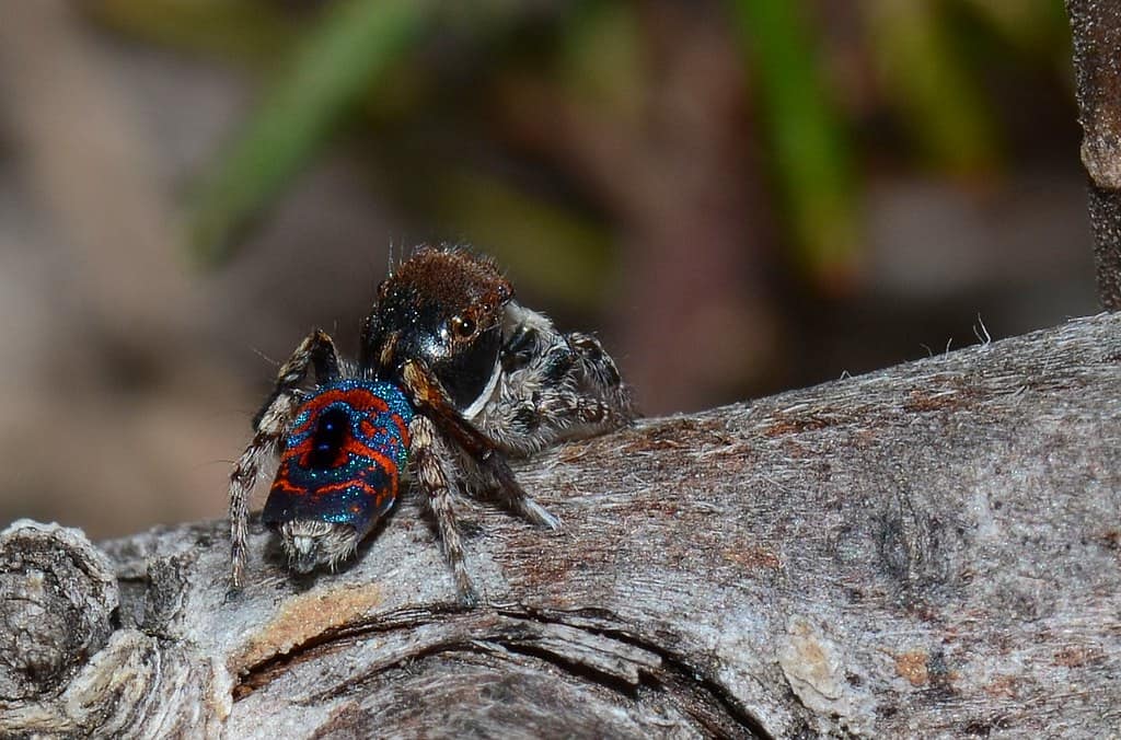 Peacock Spider