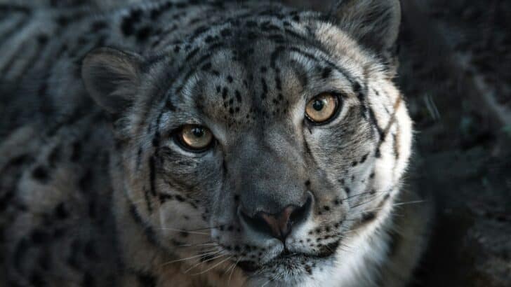 Top 12 Most Elusive Predators in the Animal Kingdom
