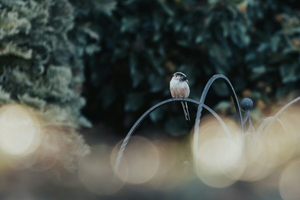 Bird on a fence