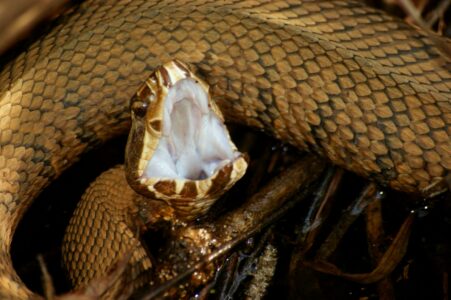 What Makes the Water Moccasin So Misunderstood