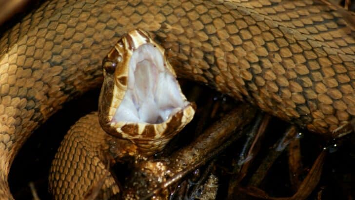 What Makes the Water Moccasin So Misunderstood