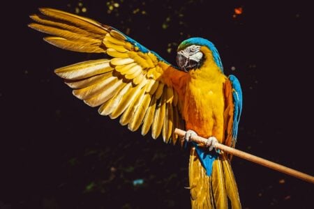 Are Parrots Really as Smart as 5-Year-Olds?