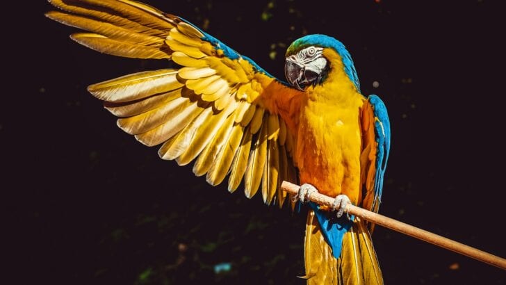 Are Parrots Really as Smart as 5-Year-Olds?