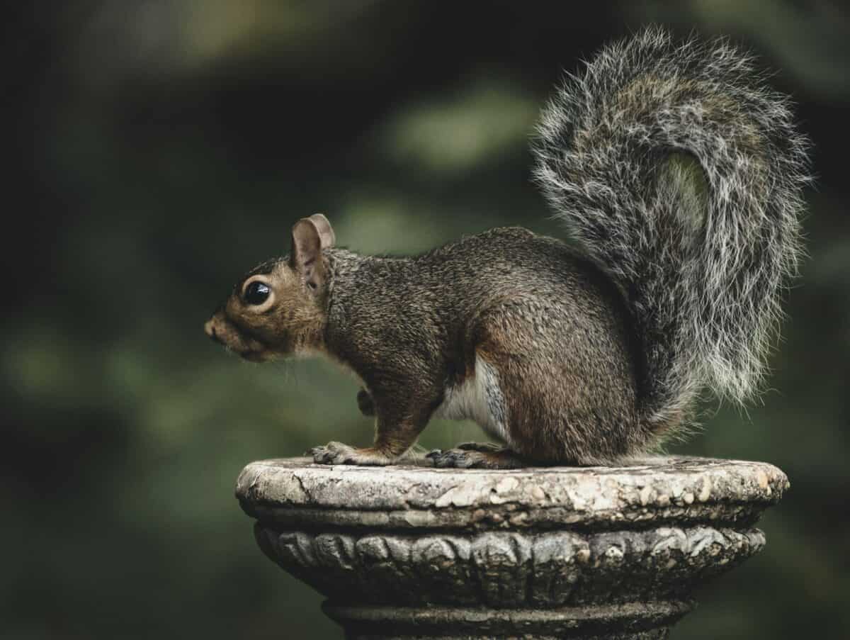 Squirrel on a bird bath