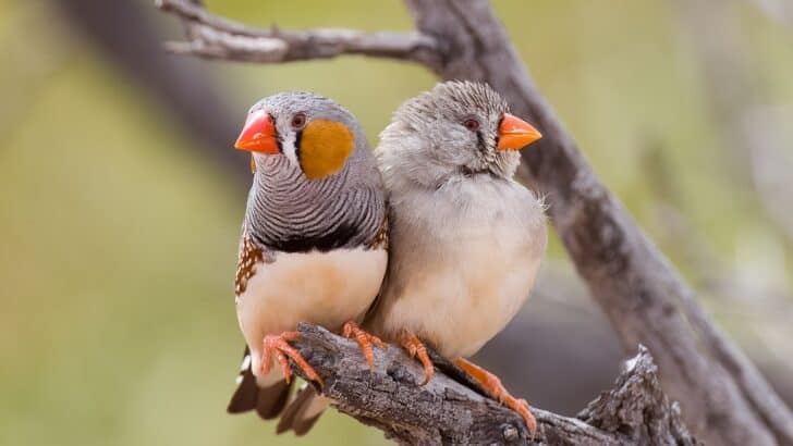 Karaoke in the Wild: Birds, Whales, and Wolves Who Sing