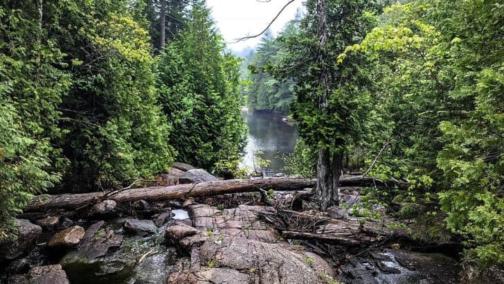 The Best Spots for Wildlife Watching in Maine