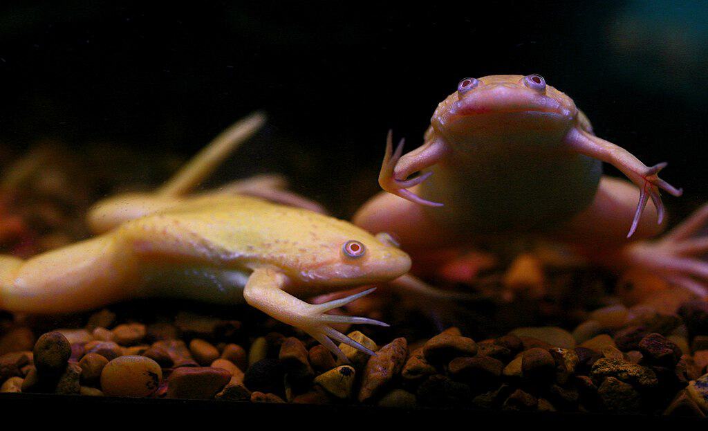 African Clawed Frog