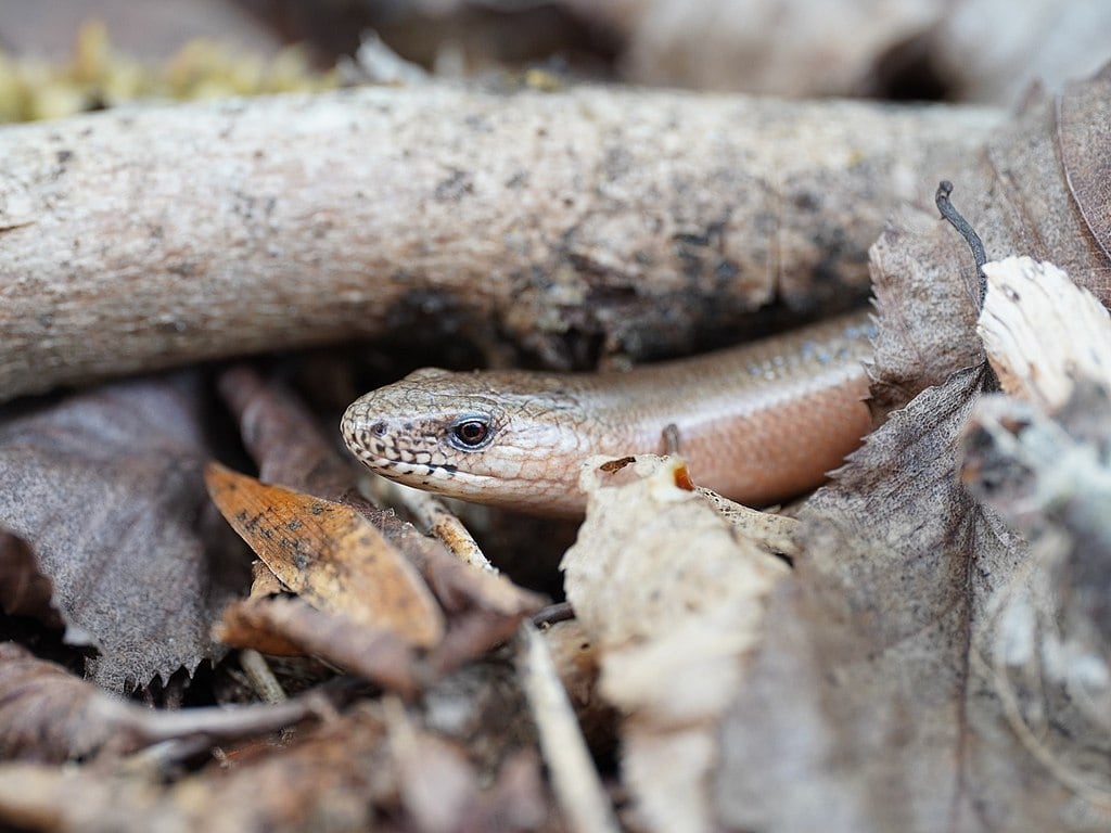 Common Slow Worm