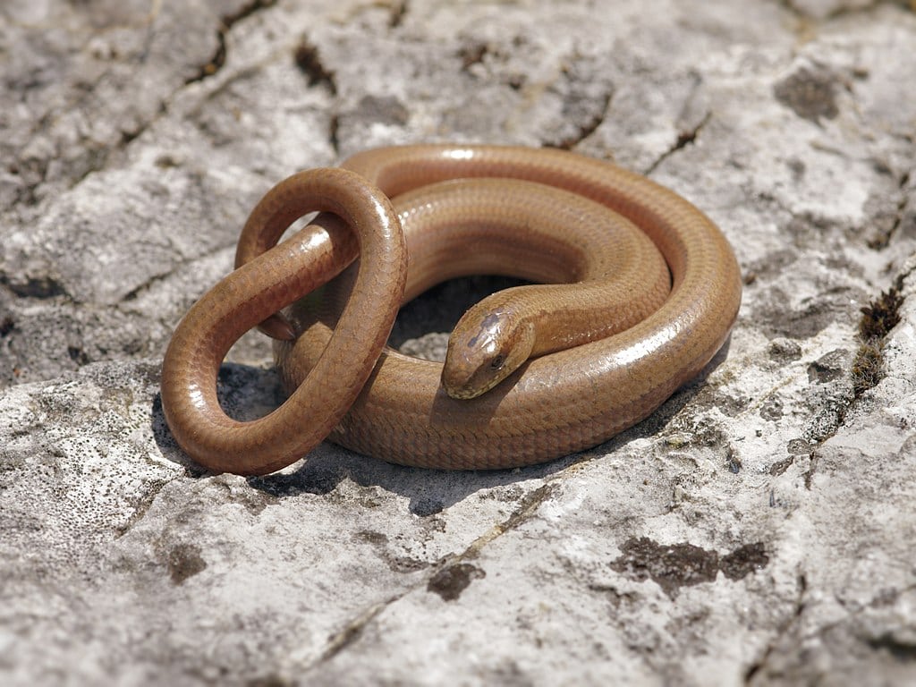 Slow Worm Curled Up