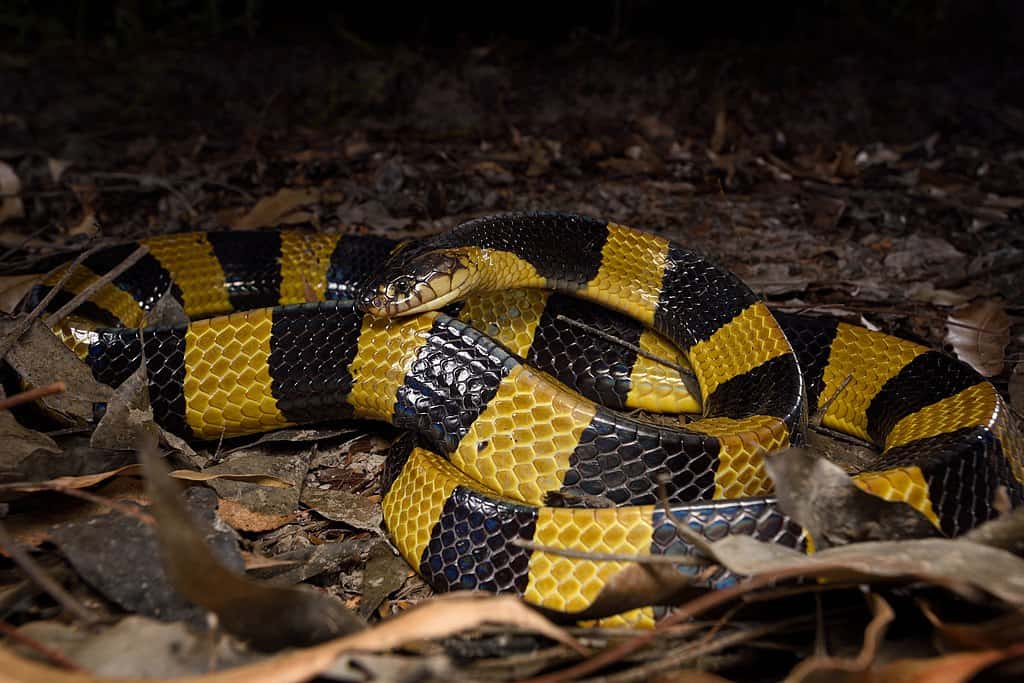 Banded Krait, Bungarus fasciatus