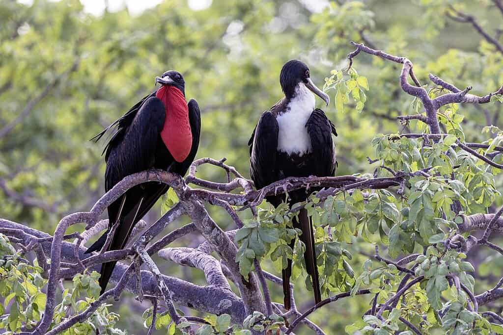 Great frigatebird breeding pair
