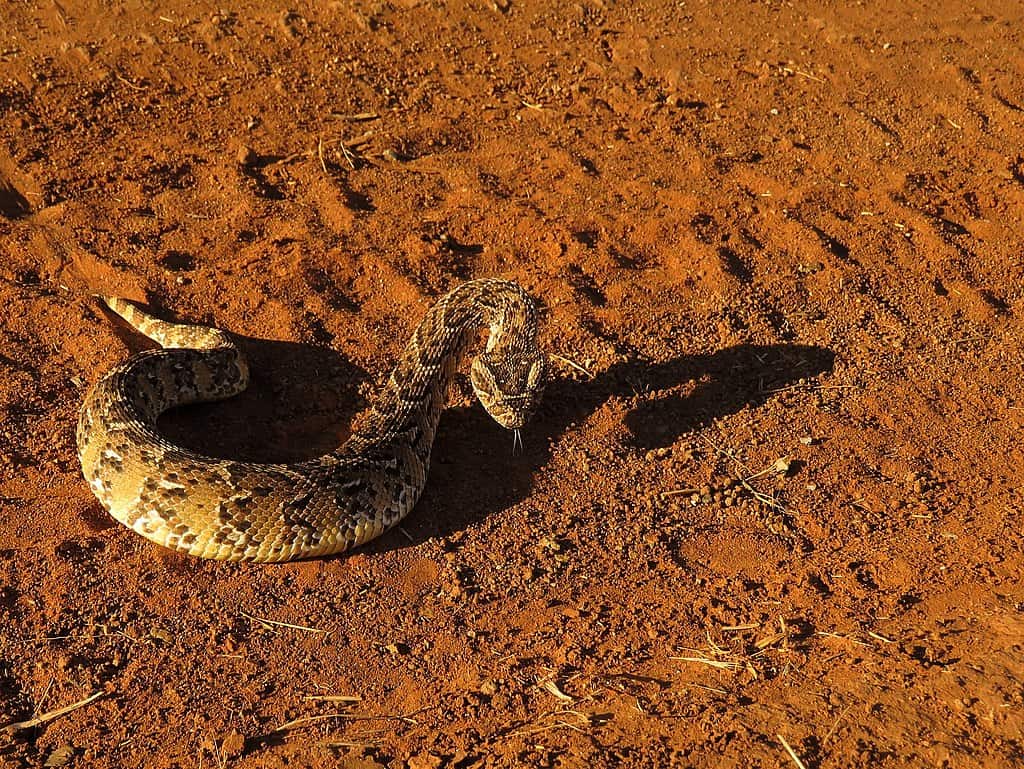Puff Adder (Bitis arietans)