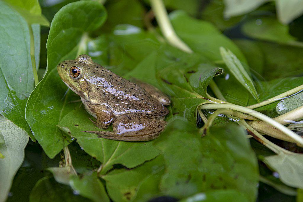 Juvenile American bullfrog