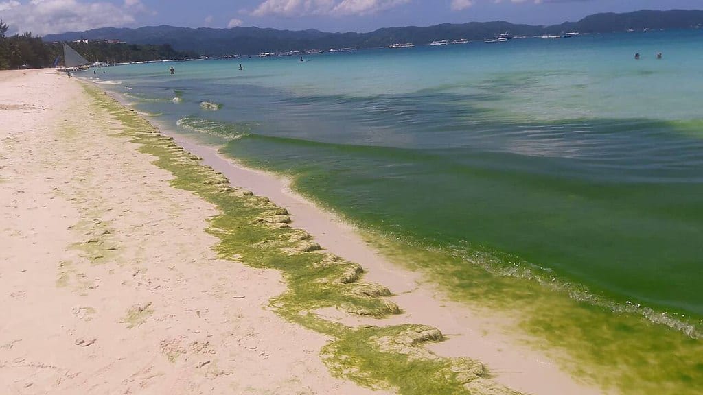 Algal Bloom