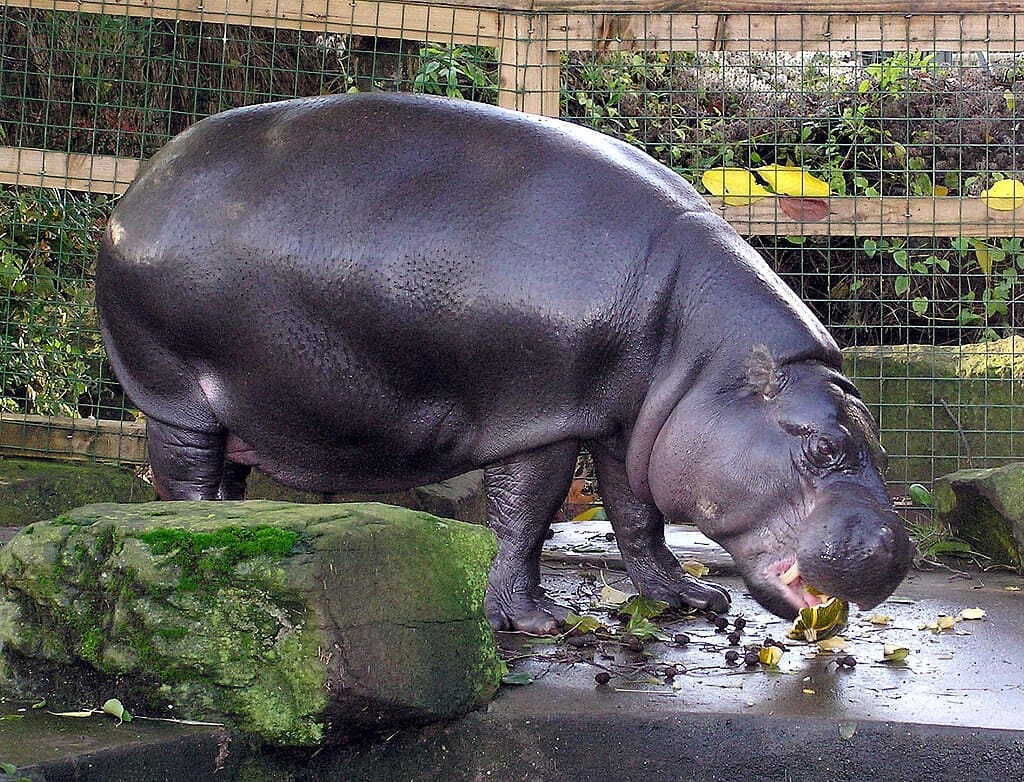 Bristol Zoo Pygmy Hippo