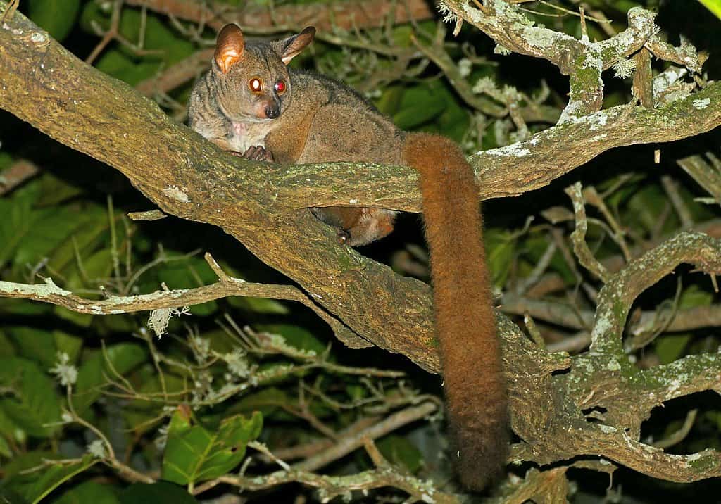 Lesser Bushbaby