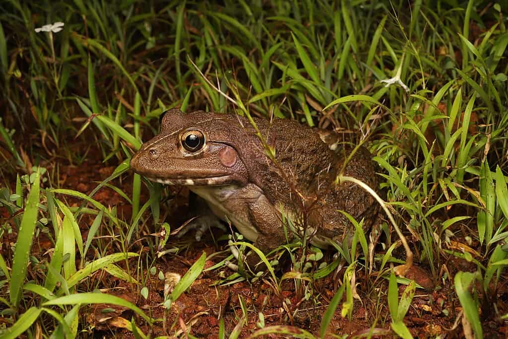 Bullfrog