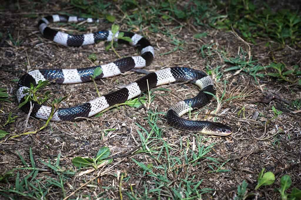 Malayan Krait