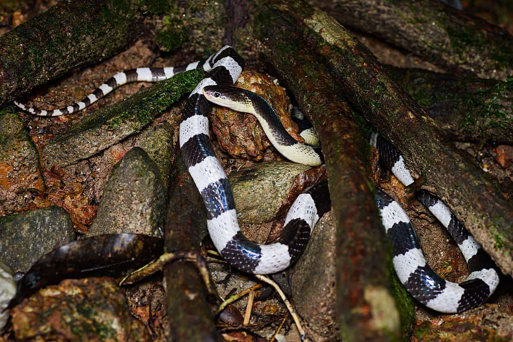 Malayan Krait