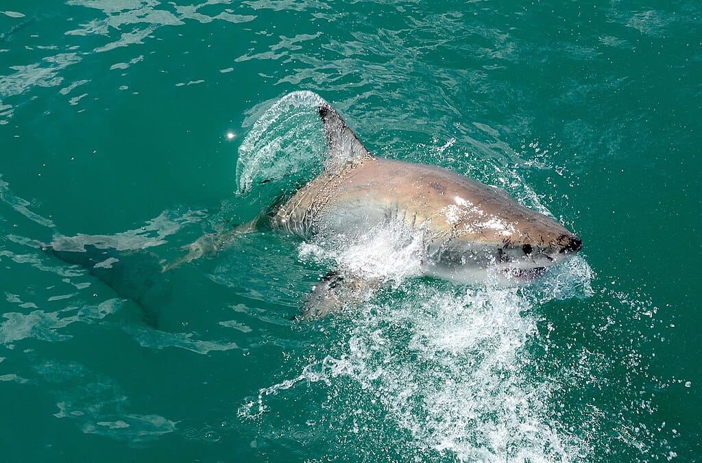 Carcharodon carcharias, Gansbaai (South Africa)