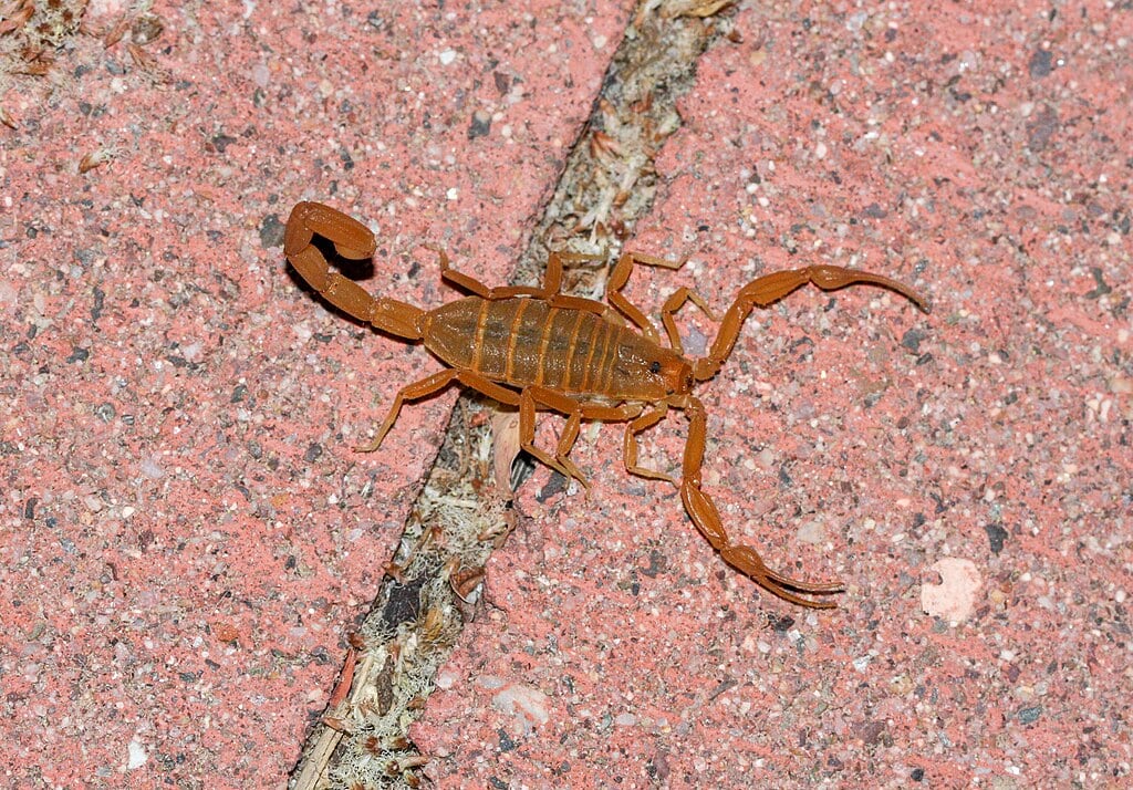 Arizona Bark Scorpion