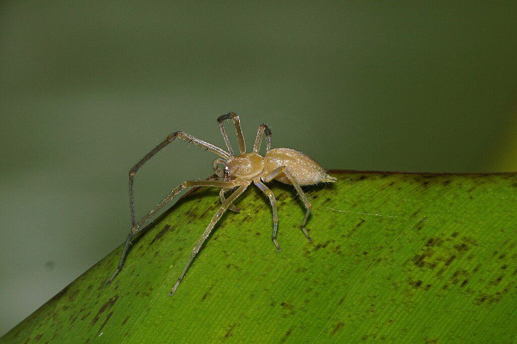 Yellow Sac Spider