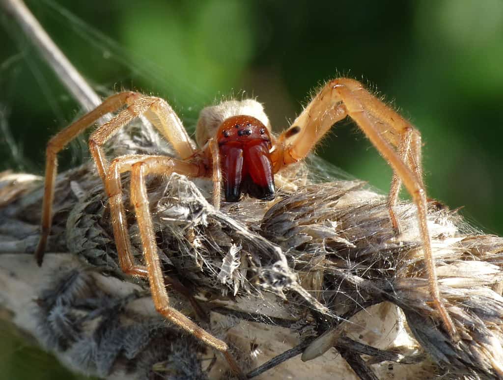 Yellow Sac Spider