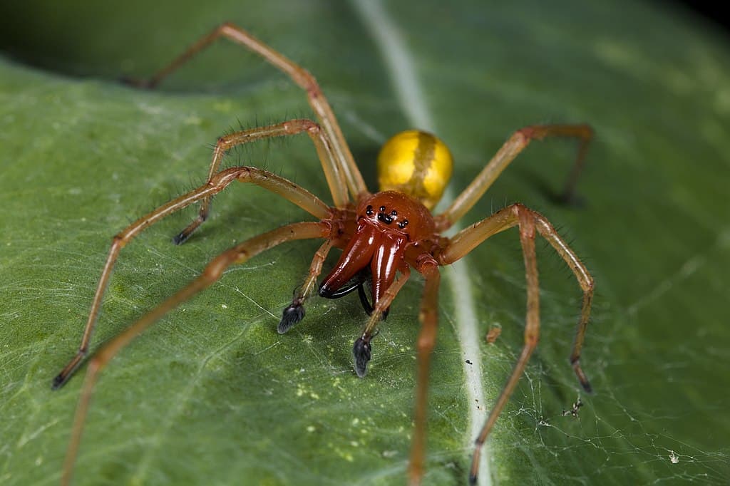 Cheiracanthium punctorium