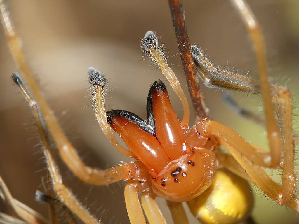 Cheiracanthium punctorium