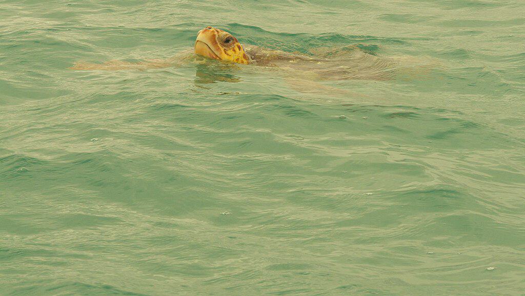 Sea Turtle