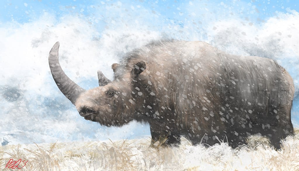 Woolly rhino