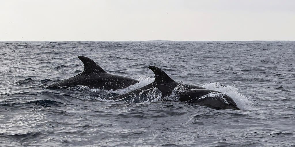 Common bottlenose dolphins
