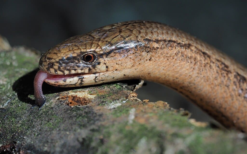 Common Slow Worm