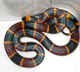 13 Tiny Reptiles That Are Incredibly Dangerous