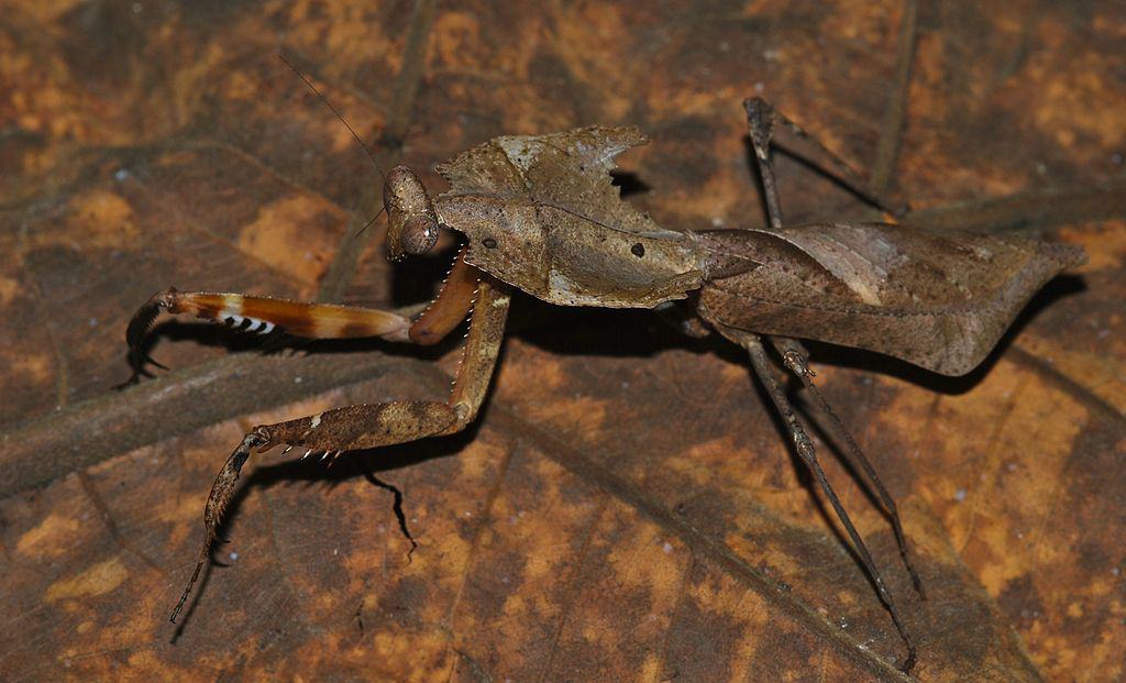 Dead Leaf Mantis (Deroplatys desiccata)