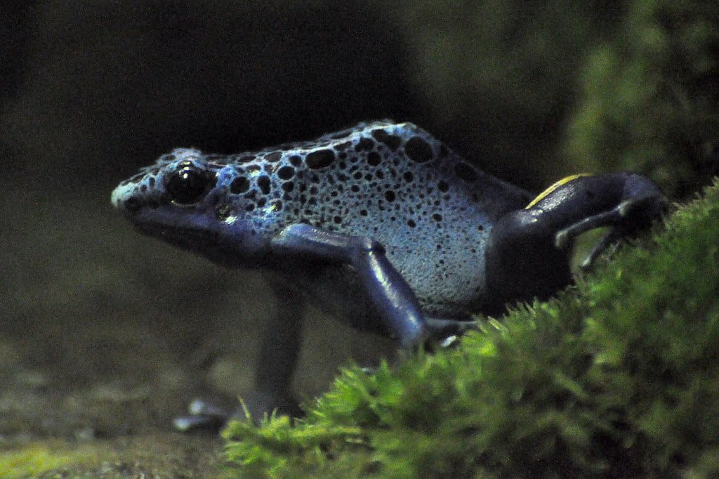 Blue Poison Arrow Frog