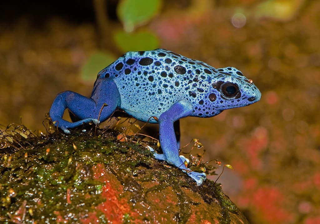 Blue Poison Arrow Frog